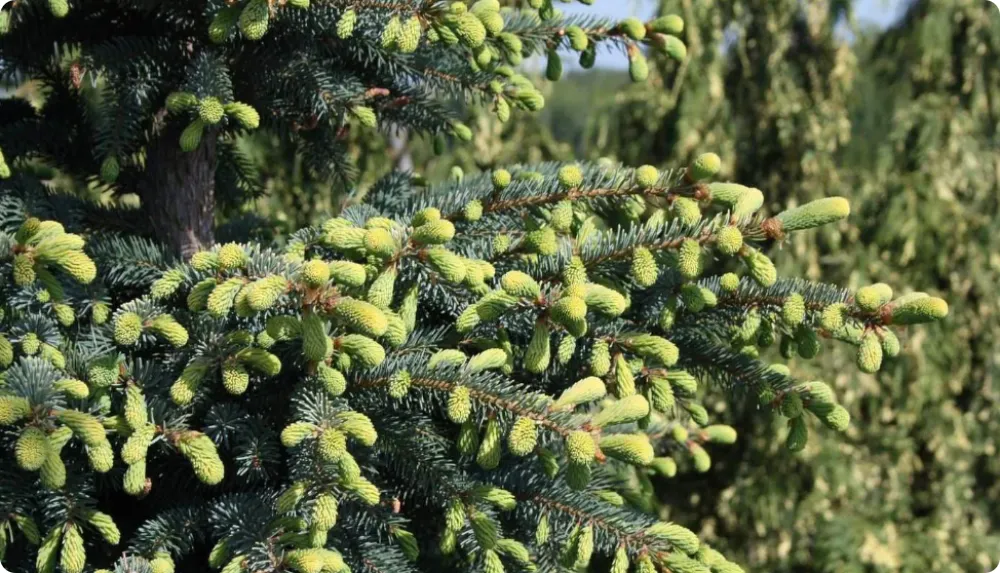 Ель чёрная Ауреа шишки