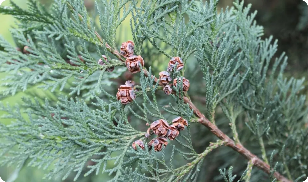 Кипарисовик Лавсона Уайт фото