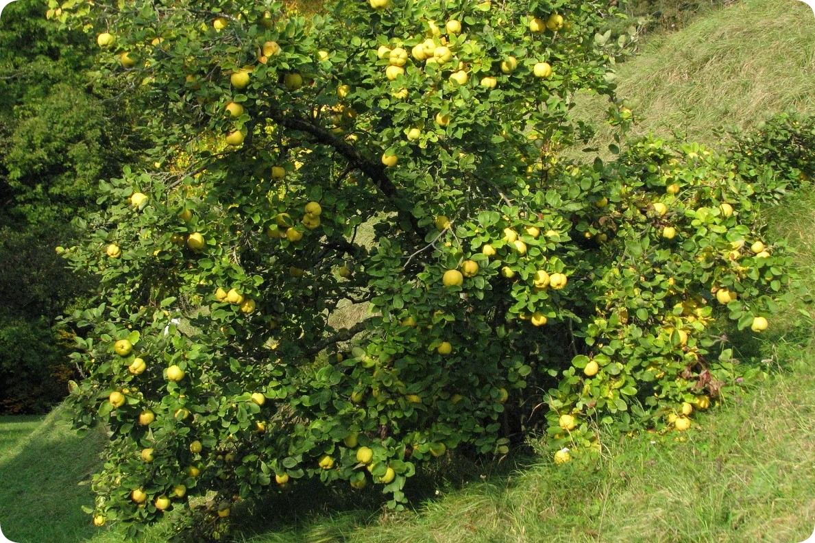 Айва Мускатная