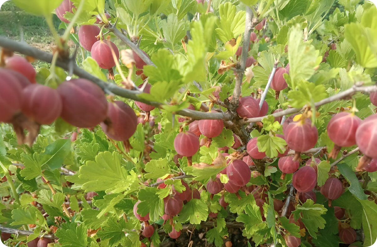 Крыжовник Финик ветви