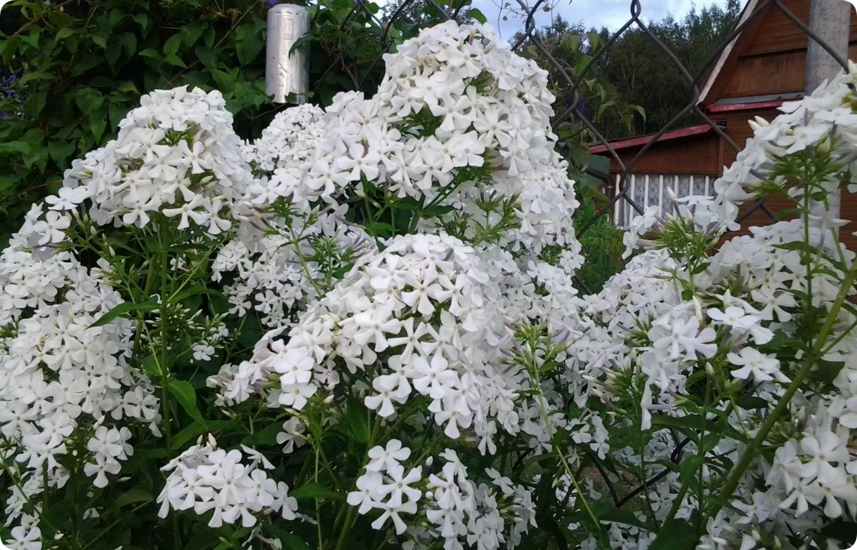 Флокс Царевна лебедь