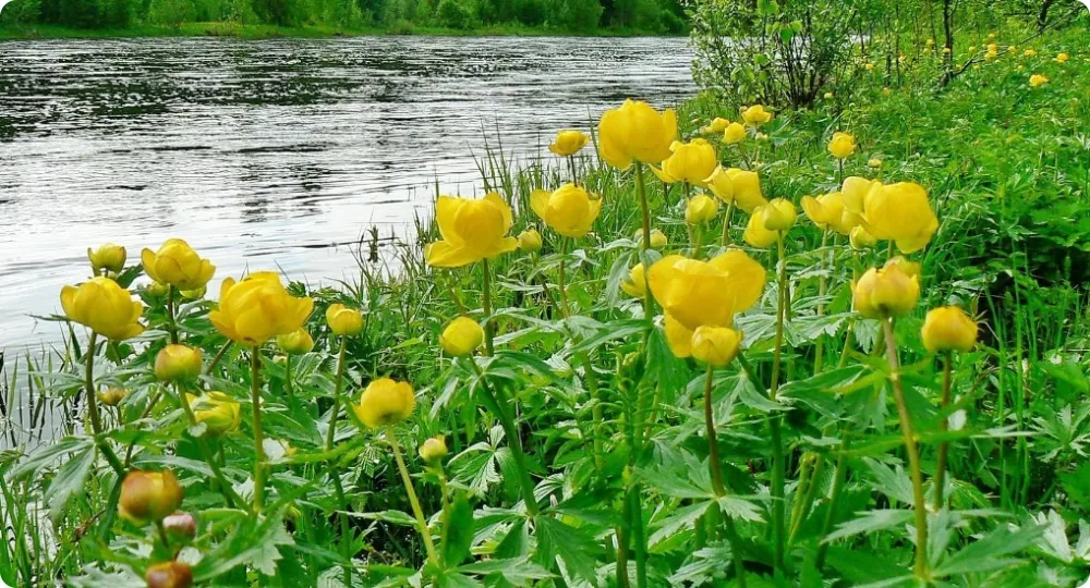 Купальница