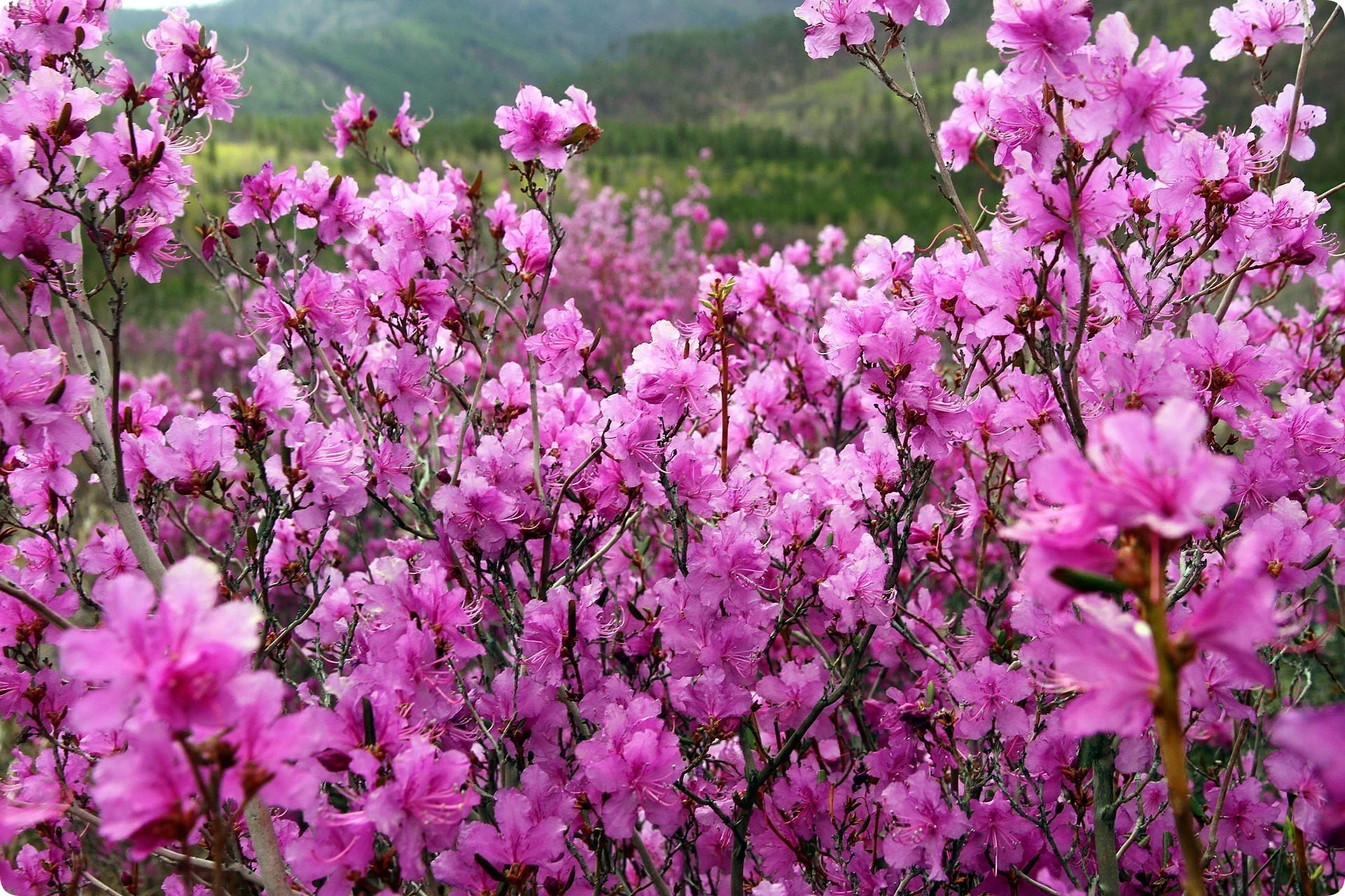 Багульник Забайкальский фото