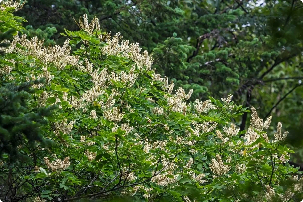 Маакия амурская