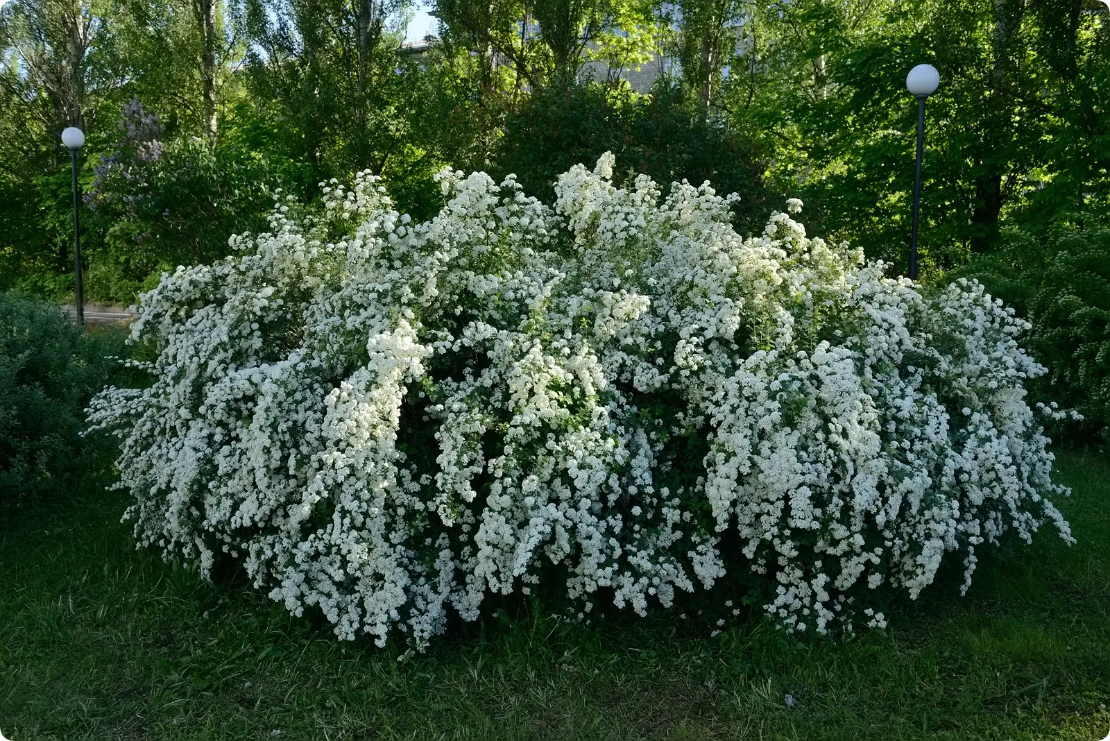 Спирея серая в саду