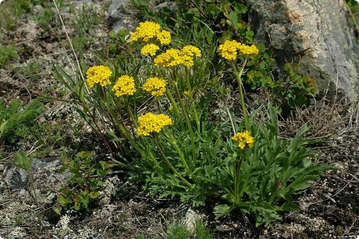 Патриния скальная