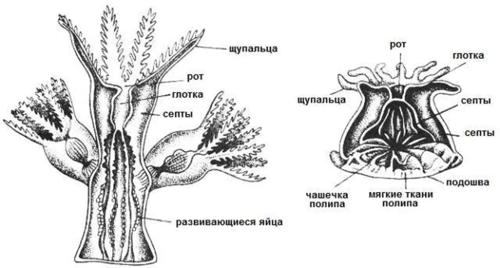 Строение кораллового полипа