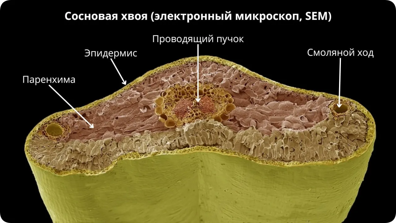 Сосновая хвоя под микроскопом