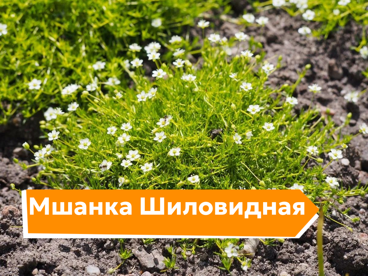 Мшанка Шиловидная Купить Семена В Леруа