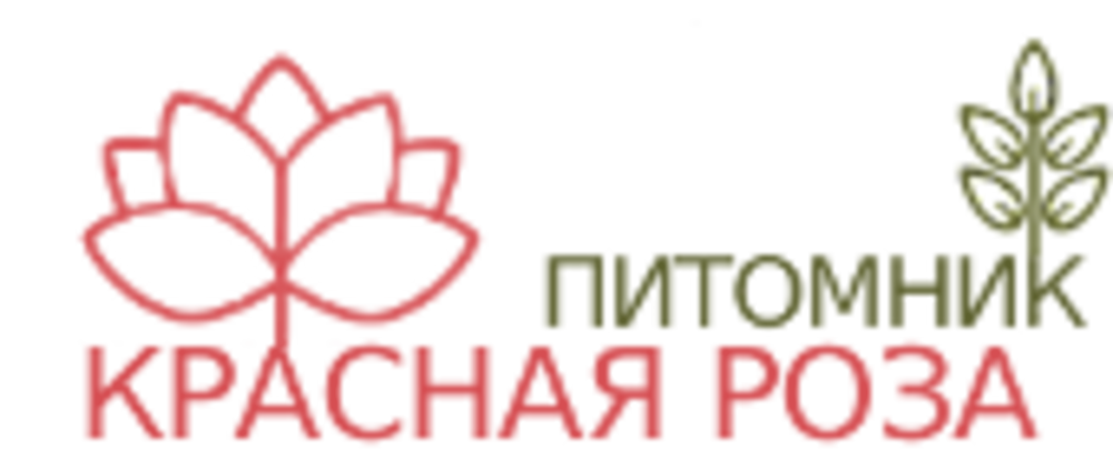Красная Роза Красная Роза