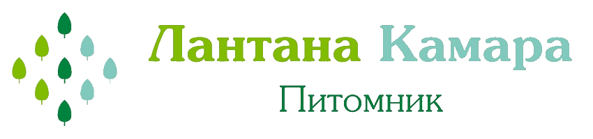 Питомник хвойных растений Лантана Камара Питомник хвойных растений Лантана Камара