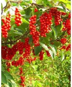 Лимонник Китайский