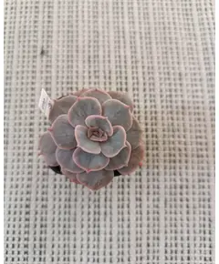Echeveria Marble gold