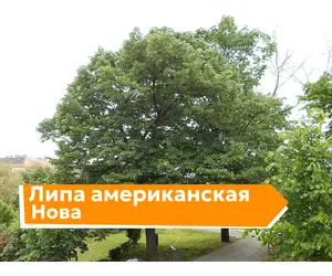 Липа американская Нова