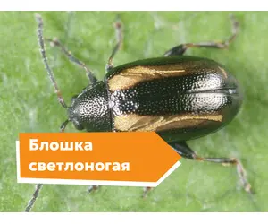 Блошка светлоногая