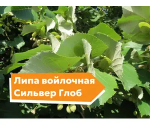 Липа войлочная Сильвер Глоб