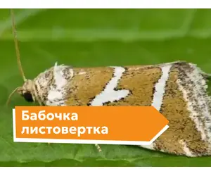Бабочка листовертка