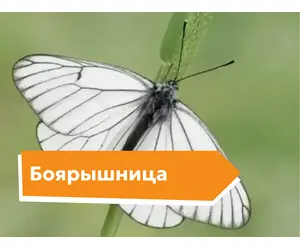 Боярышница