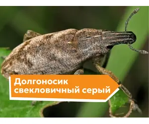 Долгоносик свекловичный серый