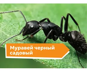 Черный садовый муравей