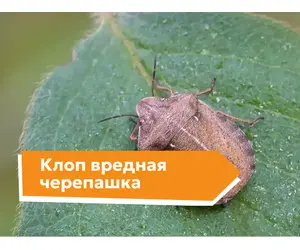 Клоп вредная черепашка