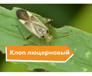 Клоп люцерновый