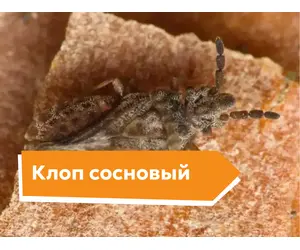 Клоп сосновый