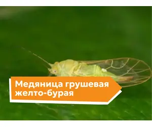 Медяница грушевая желто-бурая