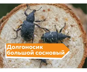 Долгоносик большой сосновый
