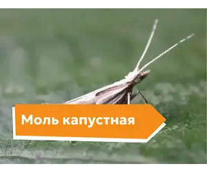 Моль капустная
