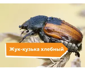 Жук-кузька хлебный