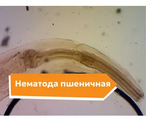Пшеничная нематода