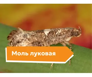 Моль луковая