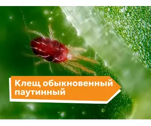 Клещ обыкновенный паутинный