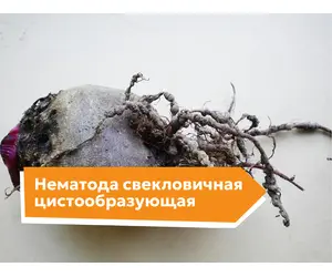 Нематода свекловичная цистообразующая