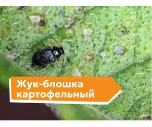 Картофельная блошка