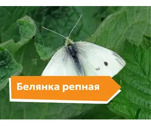 Белянка репная