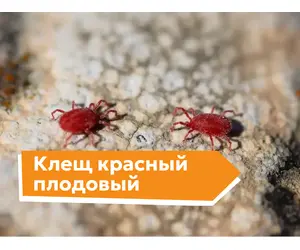 Клещ красный плодовый