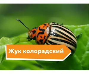 Жук колорадский