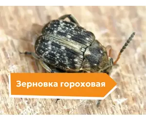 Зерновка гороховая