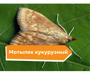 Мотылёк кукурузный