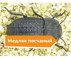 Медляк песчаный