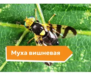 Муха вишневая