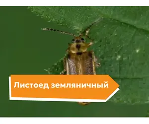Листоед земляничный
