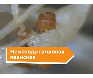 Нематода галловая яванская