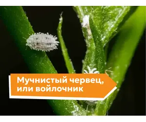 Мучнистый червец