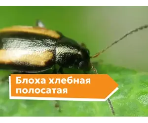 Блоха хлебная полосатая