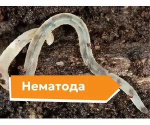 Нематоды