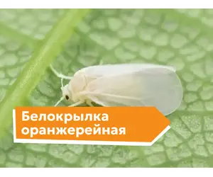 Белокрылка оранжерейная