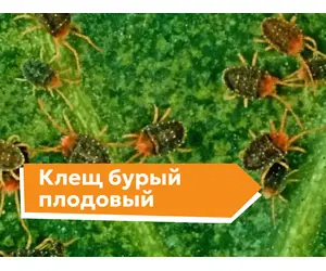 Клещ бурый плодовый